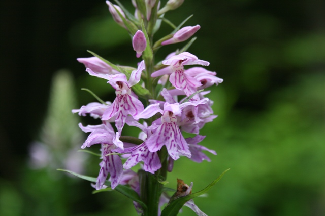 Orchidee dalla Carinzia( Dactylorhiza)